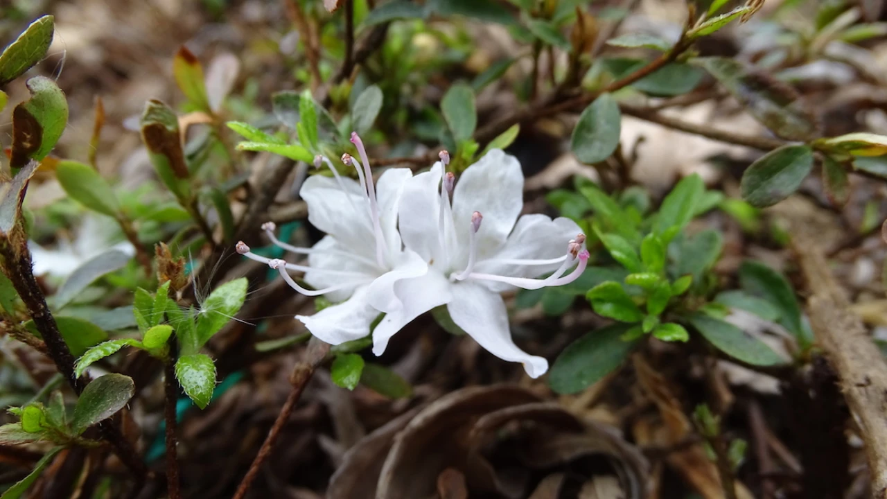 serpyllifolium white form